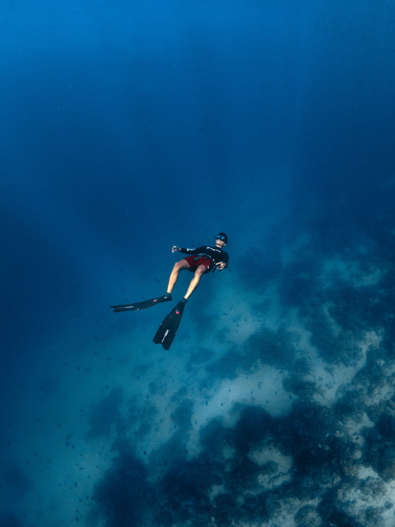 Restored coral garden in Bira maintained by Freedive Sulawesi